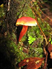 Red orange color mushroom catch my attention: by photo123, Views[330]