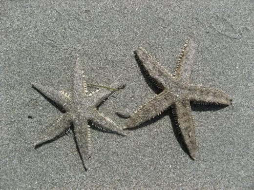 spot the difference of this two starfish