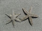 spot the difference of this two starfish: by photo123, Views[227]