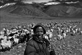 A shepherd guides his flock in the high pasture lands. : by photobaba, Views[218]