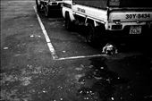 A dog takes shelter under a truck while awaiting its owner.: by photodude, Views[214]