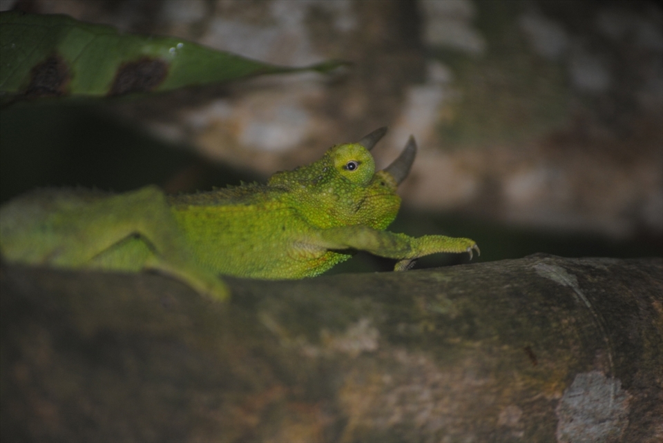 Jackson's Chameleons are believed by many to be native species of Hawaii. This may be due to them being part of the islands' fauna for the last four decades, after being brought from Africa.
Despite chameleons being very difficult to see, this unfrightened male was found in the Twin Falls, on the Hana Road, in Maui, Hawaii.