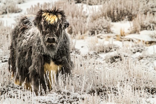 The Mongolian Yak is perfectly designed to survive the severe conditions that the Gobi can produce. It's thick coat offers almost floor length protection and it's large hooves are ideal for scraping away snow. It survives on a diet of only short grasses, and is best suited to altitudes of 2000m and above.