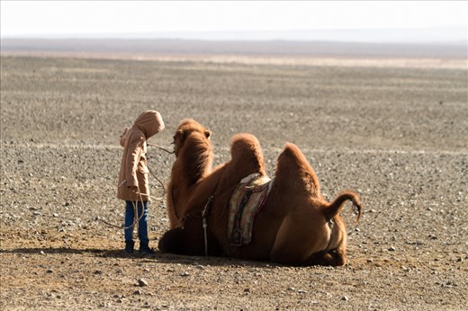 The local nomadic peoples rely on livestock to survive. Nothing is wasted, and the horses and camels can even provide transport. This is one of my favourite shots as I could feel the connection this young girl had with the camel whilst looking through my lens. Either that or she was having a teenage strop! 