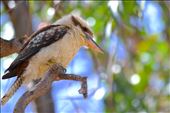 Kookaburra in Echuca: by photojoe, Views[222]