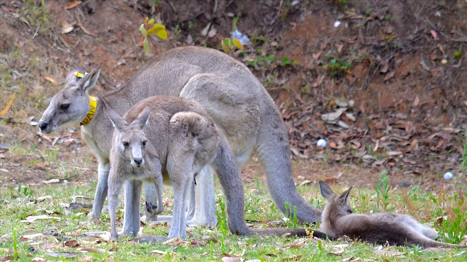 Kangaroos in Angelsea