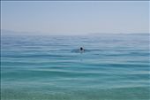 Zlatni Rat Beach, Bol na Braču. Ths end of April, the water temperatures were about 16-18 degrees Celsius. A very refreshing swim in the crystal clear water. : by photonika, Views[835]