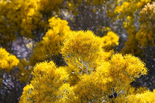 These striking yellow chamisa shrubs provide colorful contrast to barren desert 