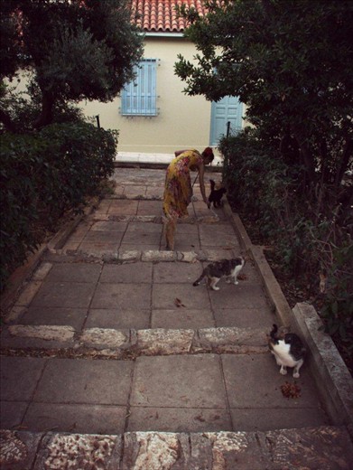 One cat justs leads to another.