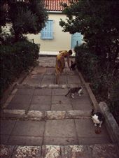 One cat justs leads to another.