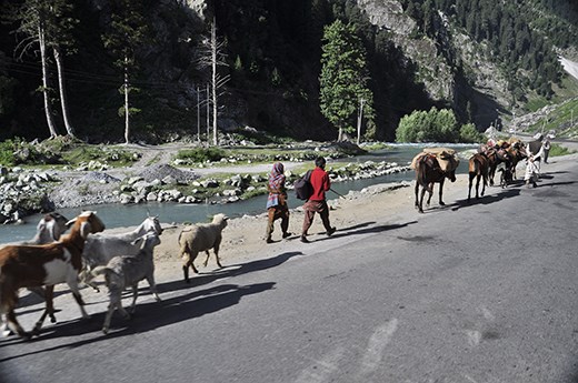 A postcard of their entourage. Local herders of Sonmarg, J&K, India