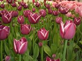 Keukenhof gardens: by photosandtravels, Views[173]
