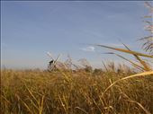 Bike tour through windmills : by photosandtravels, Views[211]
