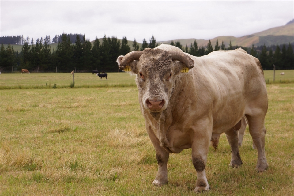 Meet the locals, but don’t go any closer!  He’s almost as big as the truck we’re sitting in.