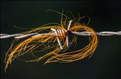 Hair on barbed wire fence, South West of Brisbane, Queensland: by photostef, Views[644]