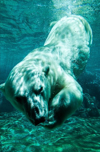Polar Bear, Gold Coast, Australia