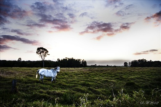 White horse, South East of Brisbane, Queensland