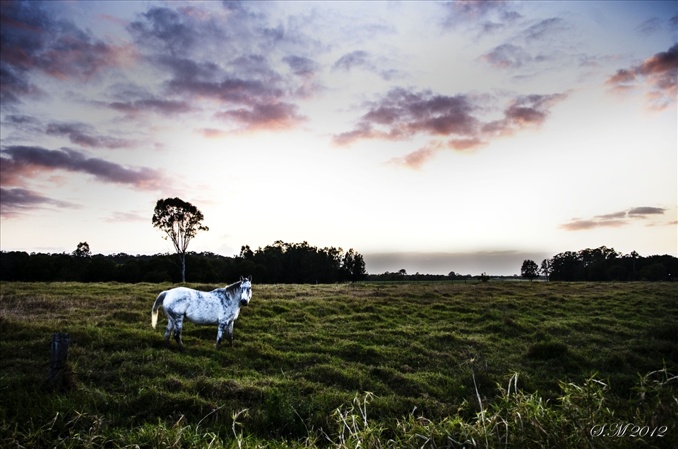 White horse, South East of Brisbane, Queensland