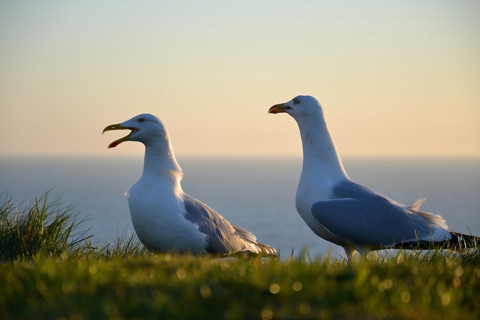 There was nobody around us, except seagulls and stone animals that protect this Land from ancient times.
