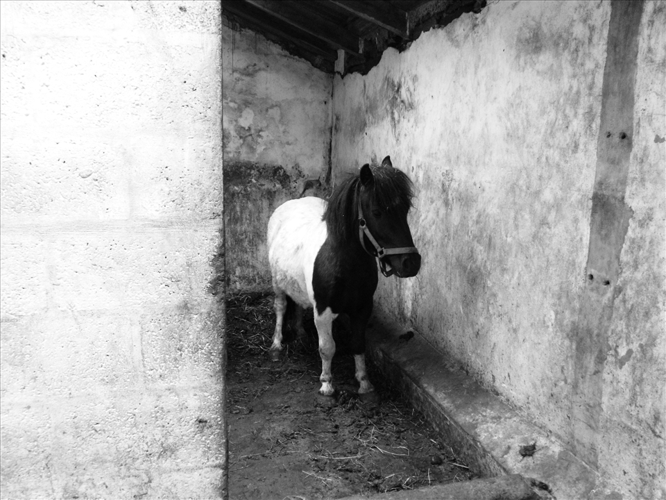 Expectant Shetland Pony: She gave birth the day after.