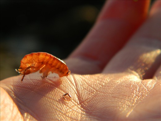 Beach-combing: this little one was dried out and missing a limb.