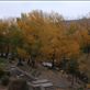 Hamedan - autumn has come Views[231]