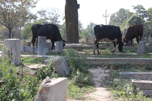 Srinigar - cows in the cemetery