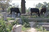 Srinigar - cows in the cemetery: by piglet, Views[222]