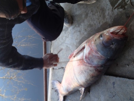 Mary - the fresh caught fish at the fish restaurant