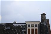 Goodbye my lovely Copenhague... I'll meet you soon: by pishita, Views[289]