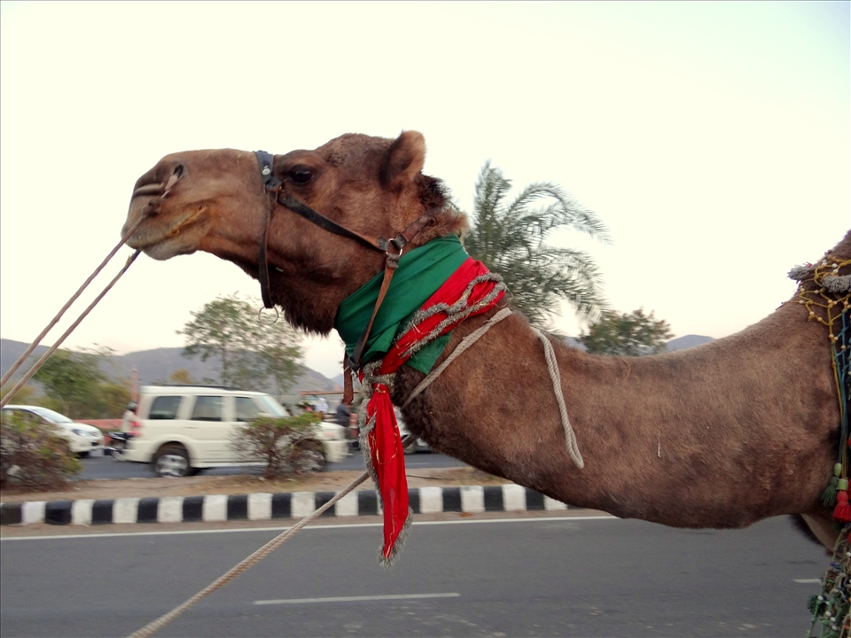 on camel after a long tiring day