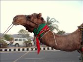 on camel after a long tiring day: by piyushrb, Views[239]