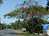 Flame Tree: by pjandc, Views[759]