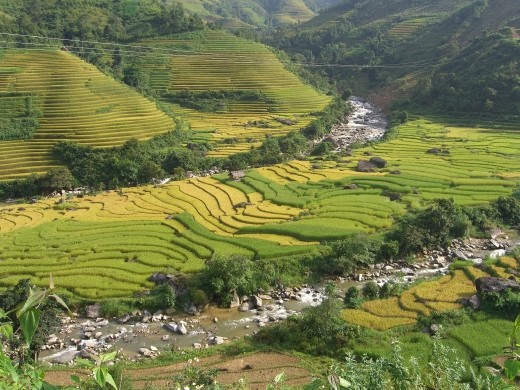 Rice fields in Sapa