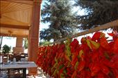 Peppers drying by the hundreds: by pjandc, Views[152]
