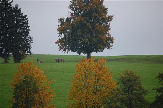 Countryside Fussen
