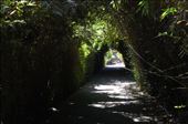 Driveway to our villa: by pjandc, Views[204]