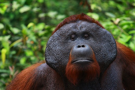 Tom, the dominant male of Tanjung Puting National Park, Borneo.