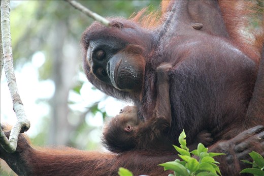 A touching look between the mother and her little baby of just 7 days, Borneo.
