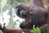 A touching look between the mother and her little baby of just 7 days, Borneo.: by placesofthesoul, Views[230]