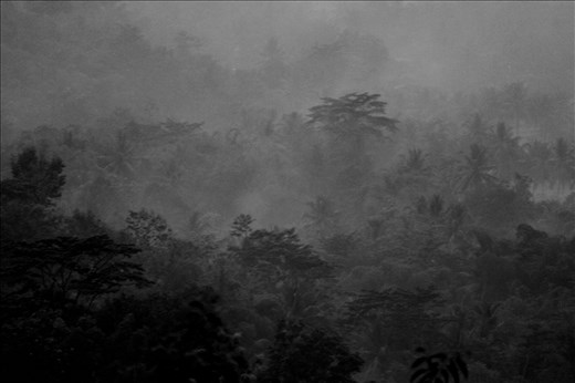 Sunrise over jungle.