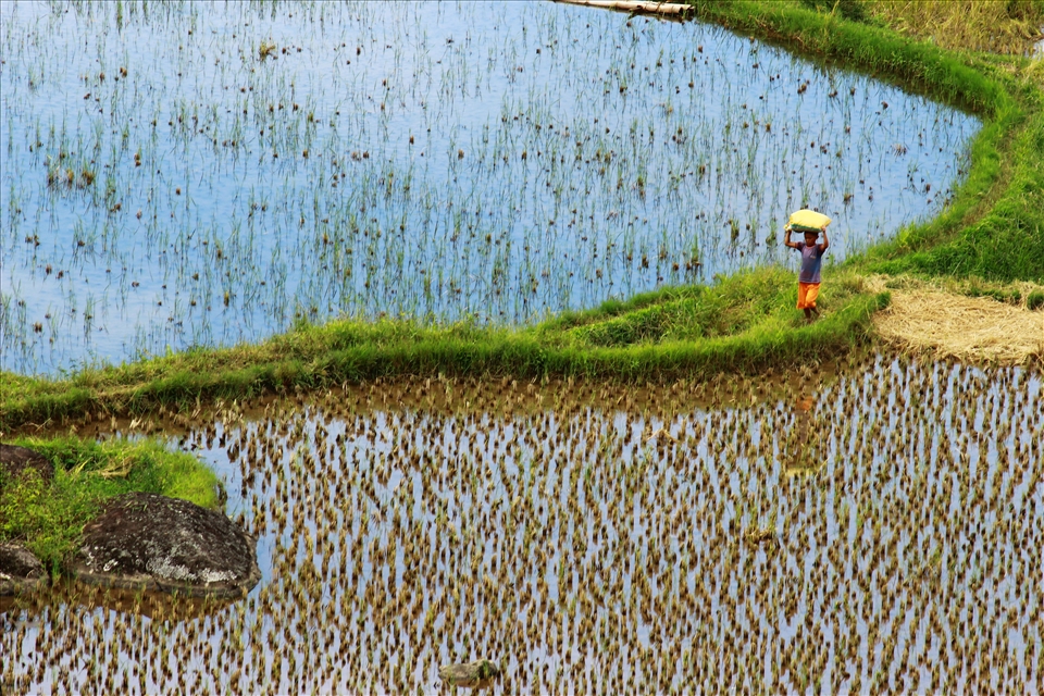 Colors of a breathtaking landscape, of rice fields.