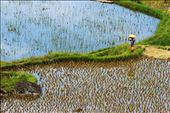 Colors of a breathtaking landscape, of rice fields.: by placesofthesoul, Views[306]