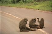 Greeting the troop.
Just before the golden gates of Ngorongoro we stop to greet the troop of baboons that had been occupying the asphalt. When threatened male baboons can charge and their powerful jaws can break bones and even kill so don’t dare disturb their peace.
: by planetmoose, Views[397]