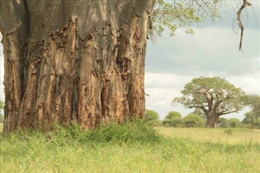 Ancestors.
Our first stop was Tarengire. It’s known for the largest concentration of elephants and the tree climbing lions. However, the Baobab’s in this place can steal the show from any other organism.
