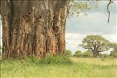 Ancestors.
Our first stop was Tarengire. It’s known for the largest concentration of elephants and the tree climbing lions. However, the Baobab’s in this place can steal the show from any other organism.
: by planetmoose, Views[261]