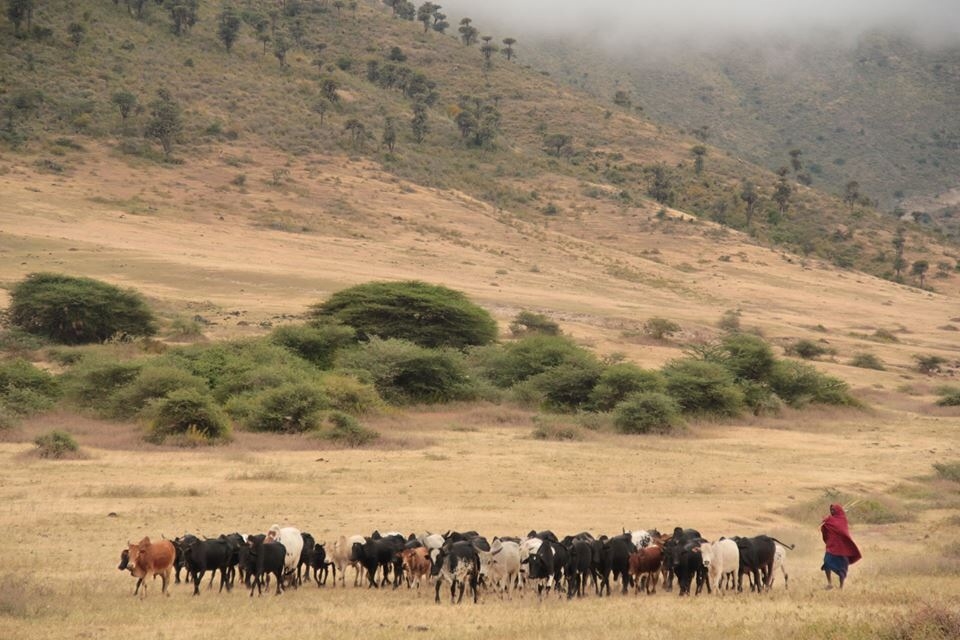 The Ngorongoro conservation is home to various plant, animal species as well as the Maasai Mara. Their daily routine entails crossing vast distances among predators so the cattle can graze.
