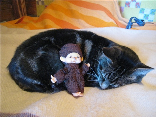 Sid the cat of my second host family, loves to sleep on my bed day and night. Good to keeping the rodents out!