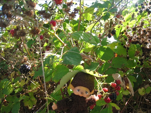 So many wild blackberries on the farm and all over Vancouver Island, they are very difficult to pick, full of thorns.