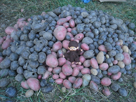 Dugged this pile of beautiful purple, red, and white-skinned potatoes. Most will be stored in the root cellar and will last the family until next year.